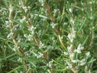 BIO Rosmarin (Rosmarinus officinalis) (10g)