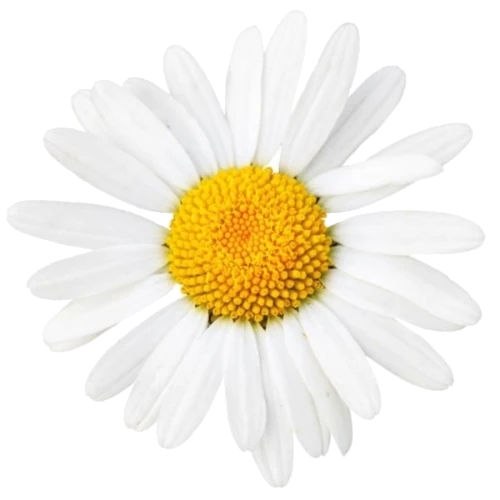 BIO Kamillenblüten (Matricaria chamomilla L.) (10g)