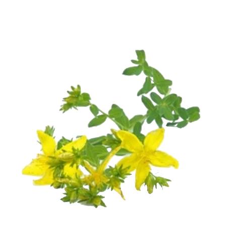 BIO Johanniskraut (Hyperici herba) (10g)