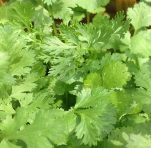 BIO Korianderblätter (Coriandrum sativum) (10g)