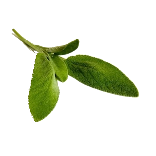 BIO Salbei (Salvia officinalis L.) (10g)