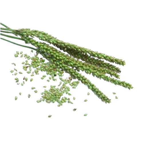 BIO Spitzwegerich (Plantago lanceolata L.) (10g)