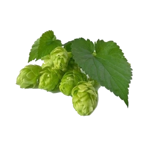 BIO Hopfenblüten (Humulus lupulus L.) (10g)