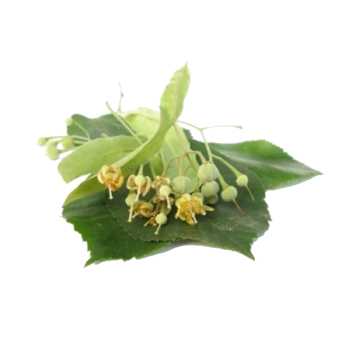 BIO Lindenblüten (Tilia cordata MILL.) (10g)
