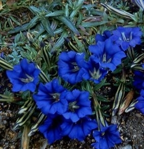 BIO Enzianwurzel (Gentiana) (10g)