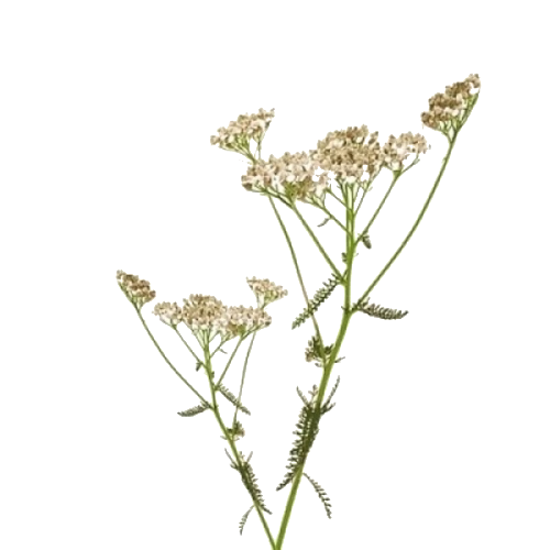 BIO Schafgarbe (Achillea millefolium) (10g)