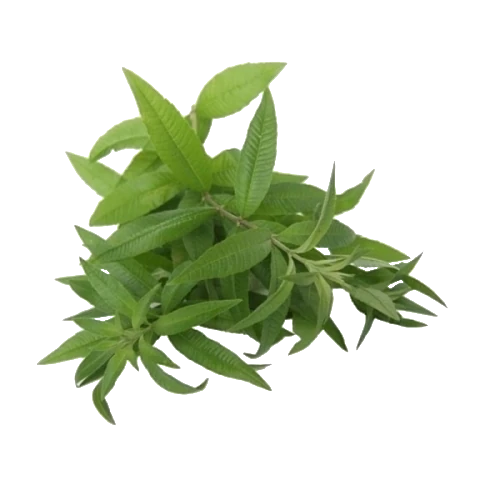 BIO Eisenkraut (Verbena officinalis L.) (10g)